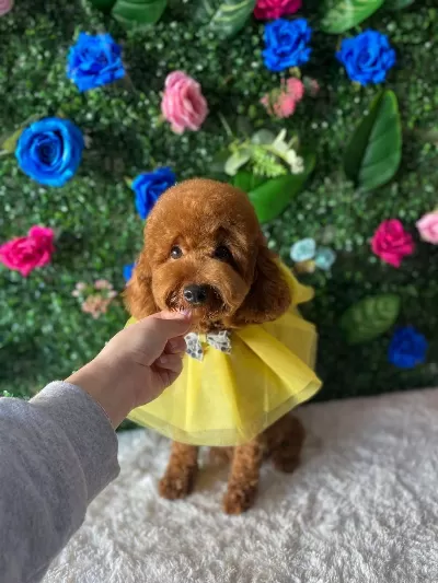 Şecere Kayıtlı İrk Garantili Toy Poodle 1.5 Yaşında