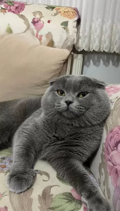 Ücretsiz Sahiplendirme 2 Yaşında Scottish Fold
