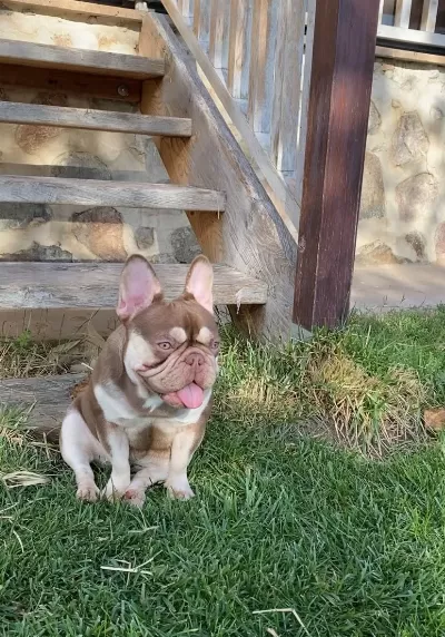 Yetişkin Kaliteli French Bulldog Eğitimli