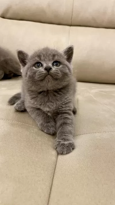A Kalite Ayı Kafa Yavru British Shorthair