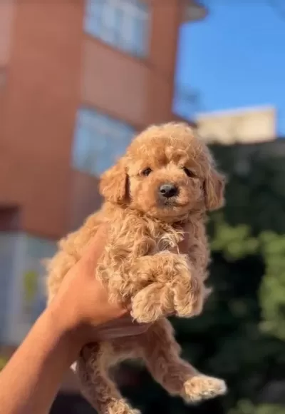 2.5 Aylık Erkek Poodle