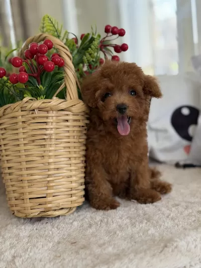 Muhteşem Kore Poodle