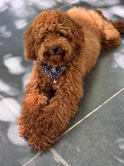 Orjinal Red Toy Poodle