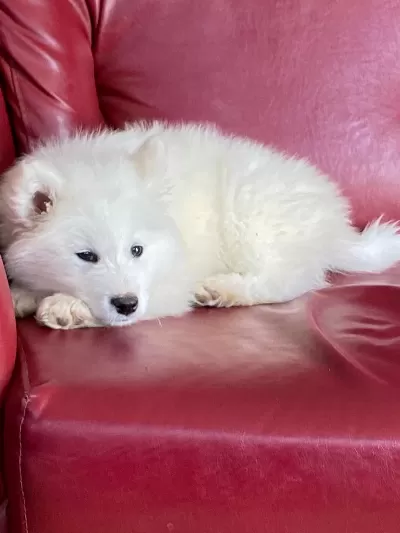 Harika Samoyed Bebeklerim