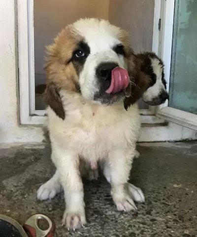 Saint Bernard Bebek Köpekler