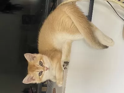 Golden 3 Aylık Erkek Yavrumuz