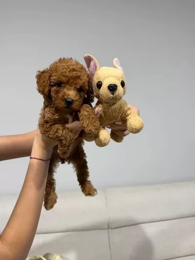 Irk Özelliklerini Taşıyan Toy Poodle Yavrusu