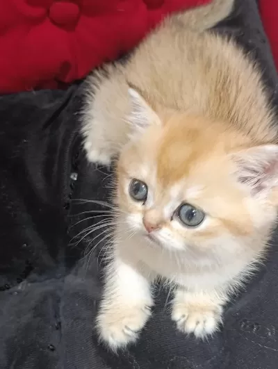 Safkan British Golden
