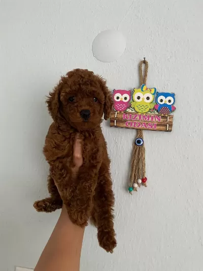 Ev Doğumlu Orijinal Toy Poodle Bebekler