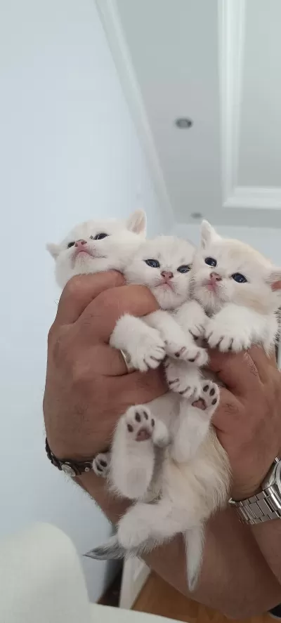 British Shorthair Kediler