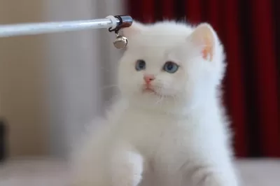 Safkan British Shorthair Golden Point Ve Blue Golden