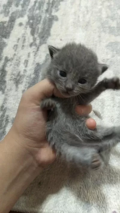 Uygundur Acil British Shorthair