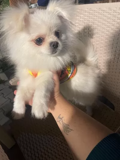 Kore Pomeranian Yavru Yuvasini Ariyor