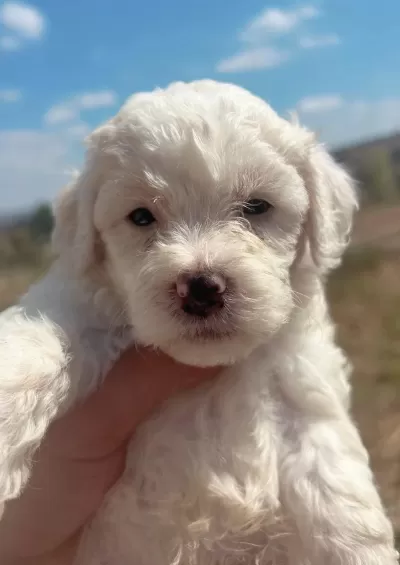 Sağlıklı Maltipoo Bebekler