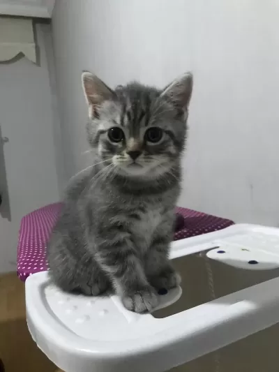 British Shorthair Kediler