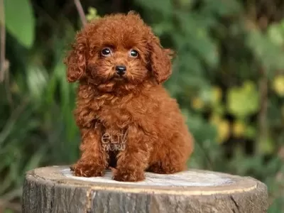 Red Toy Poodle Bebeğimiz Hazır