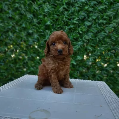 Aşili Pasaportlu Toypoodle Yavrularimiz