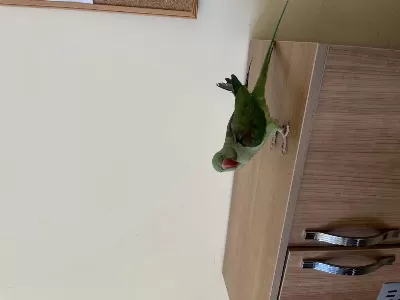 Onbin Yavru Erkek Papağanımız