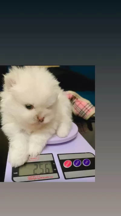 Mikro Pomeranian Boo Dişi Güzellik