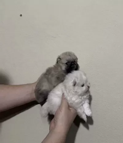Pomeranian Boo Mikro Dişi Prenses