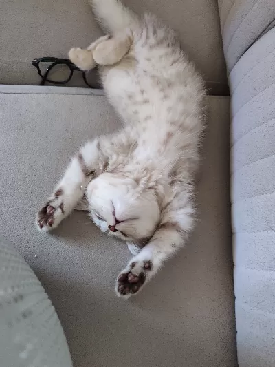 Safkan british shorthair