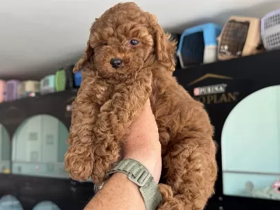 Petmode Köpek Çiftliğinden Toy Poodle