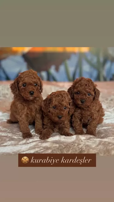 Sağlıklı Toy Poodle Puppy