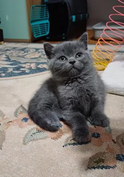 Yeni Yuvasına Hazır Yavru Kedimiz