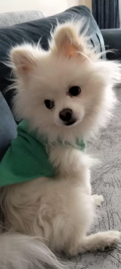 10 Aylık Erkek 2 Buçuk Kg Pomeranian