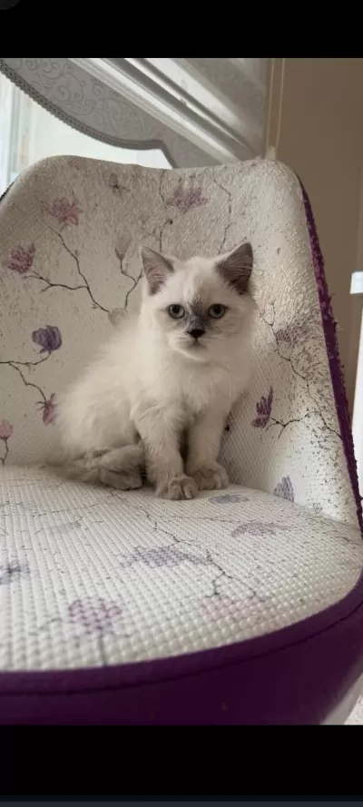 British Longhair Blue Point 80 Günlük