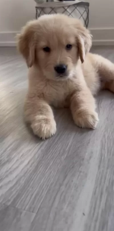 Golden Retriever Köpeğimiz