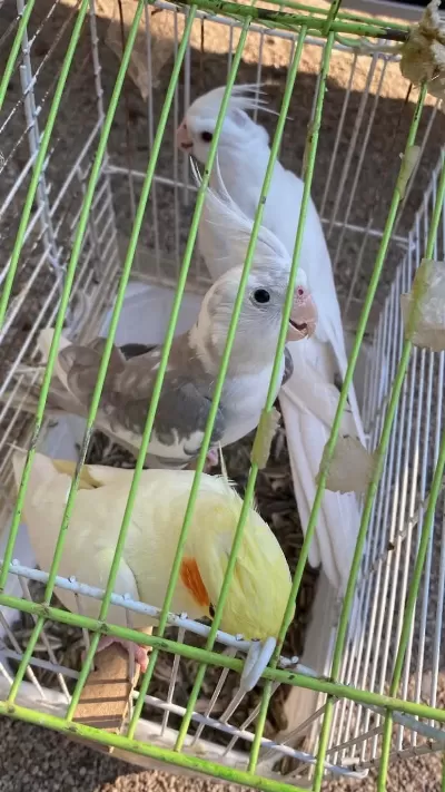 Mutasyon Sultan Papağanları Toplu