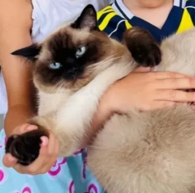 Show Kalite Birman Kedisi Yavrular