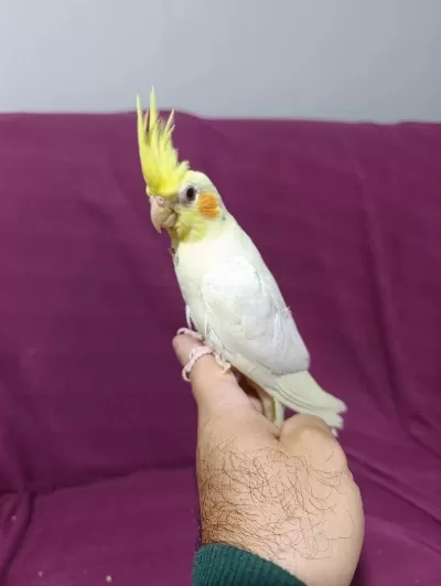 3 Aylık Yavru Sultan Papağanı