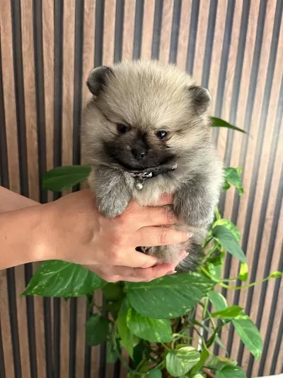 Sağlıklı Pomeranian Erkek