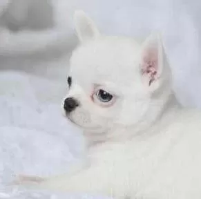 Elit Patiler Farkıyla Chihuahua Yavrular