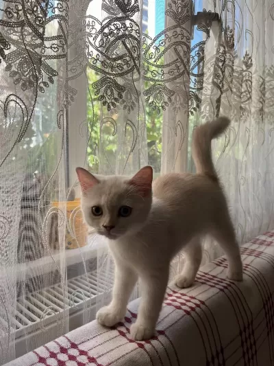 British İran Chinchilla
