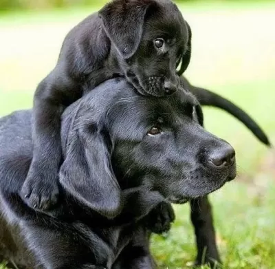 Üst Kalite Labrador Retriever Yavruları