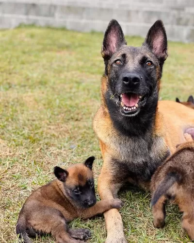 Belçika Malinois Yavrulari