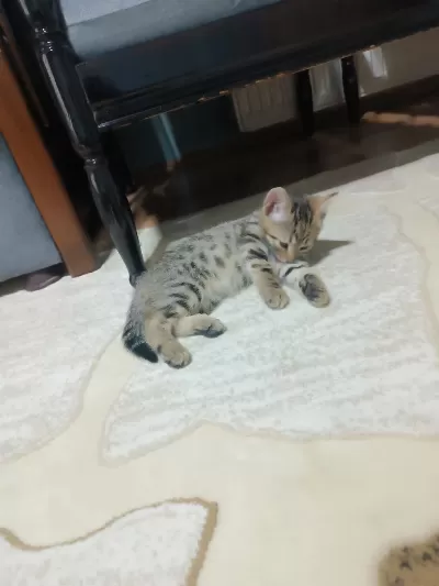 Ücretsiz Sahiplendirme Kediler