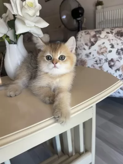 British Shorthair Golden Ny25
