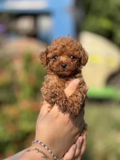 Aşili Çiş Eğitimli Toy Poodle Bebekler