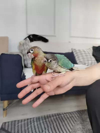 Harika Yavru Güneş Konur