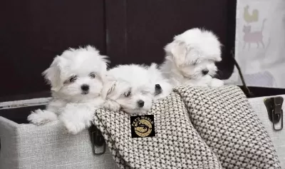 Maltese Yavrularımız