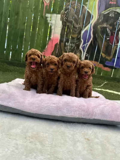 Ziyarete Açik Safkan Erkek Dişi Poodle Bebekler