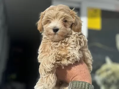 Show Kalite Kore Maltipoo Yavrularımız