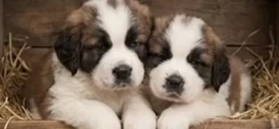 Sevgi Dolu Saint Bernard Yavrulari Yeni Yuvalarini Ariyor