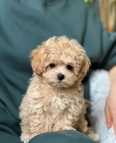 Akıllı Mini Kore Baby Maltipoo Yavruları Turuncu