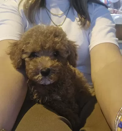 Harika Erkek Toy Poodle