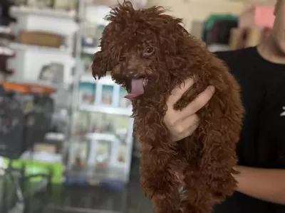 7 Aylık Tea Cup Dişi Kore Poodle Wc Eğitimli